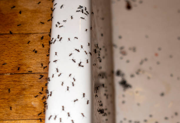 Best Ant Control Services  in Mledgevle, IL