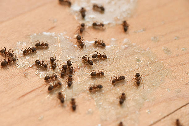 Best Commercial Pest Control Services  in Mledgevle, IL