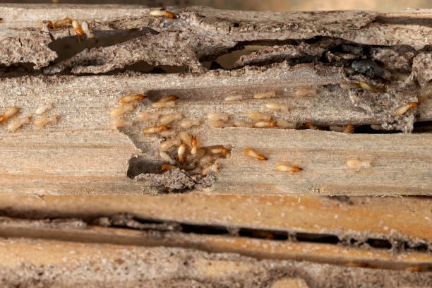 Reliable Milledgeville, IL Pest Control Solutions