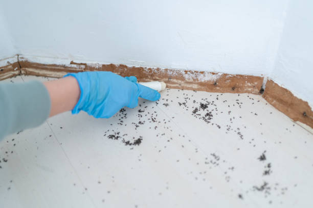 Best Pest Control for Businesses  in Mledgevle, IL